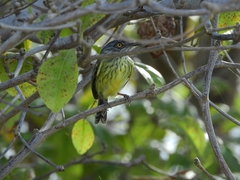 Todirostrum maculatum
