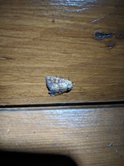 Perigea xanthioides