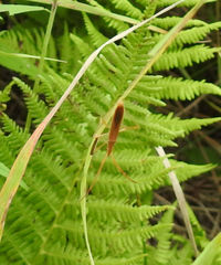 Protenor belfragei