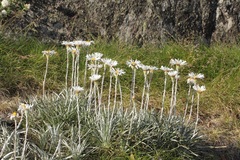 Celmisia asteliifolia