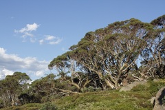Eucalyptus pauciflora niphophila