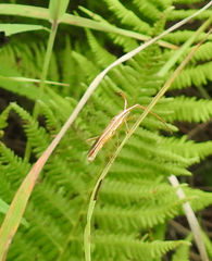 Protenor belfragei