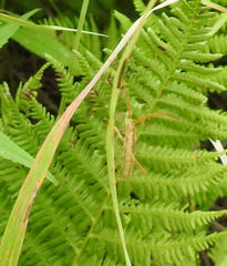 Protenor belfragei