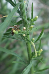 Apis mellifera