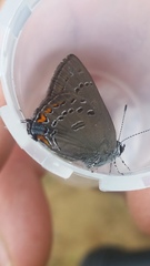 Satyrium edwardsii