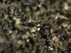 Dermatocarpon schaechtelinii