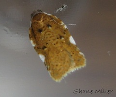 Acleris cervinana