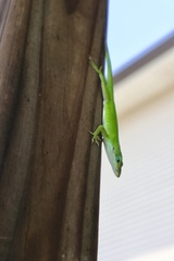 Anolis carolinensis