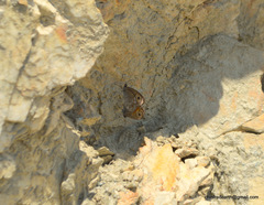 Lasiommata
