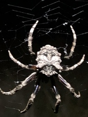 Poltys illepidus