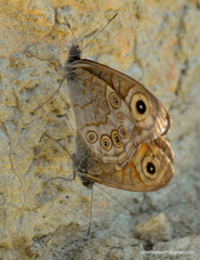 Lasiommata