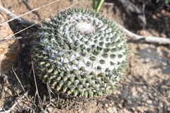 Mammillaria lloydii