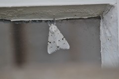 Acronicta leporina
