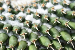 Mammillaria lloydii