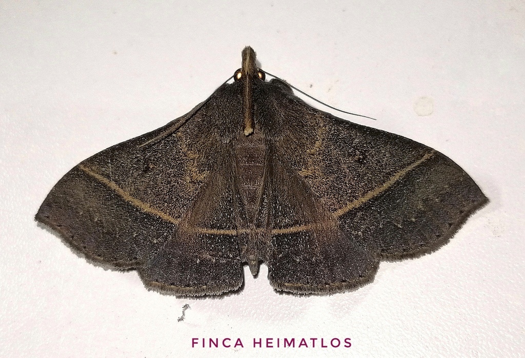 Rejectaria villosa