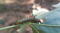 Oedemasia concinna