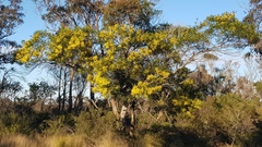 Acacia filicifolia