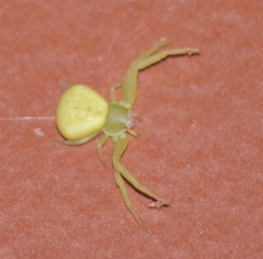 Misumenoides