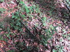 Triphora yucatanensis