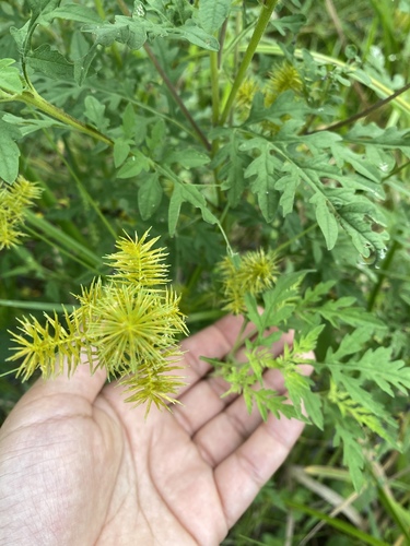 Cyperus strigosus image