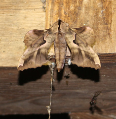 Phyllosphingia dissimilis