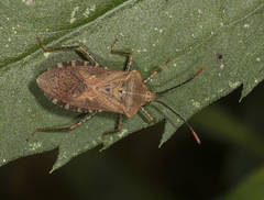 Anasa repetita