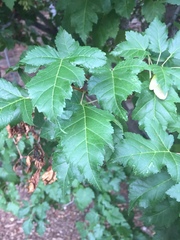 Acer tataricum