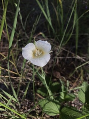 Calochortus subalpinus