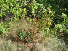 Potentilla longifolia