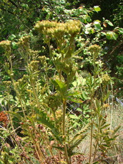 Potentilla longifolia