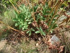 Potentilla longifolia