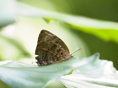 Arhopala centaurus nakula