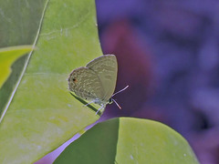 Anthene emolus goberus