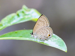Anthene emolus goberus