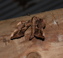 Phyllosphingia dissimilis