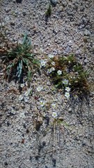 Ivesia santolinoides