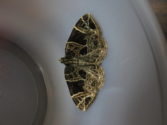 Gandaritis atricolorata