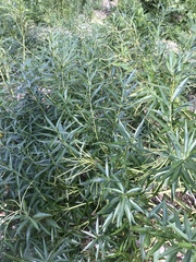 Amsonia illustris
