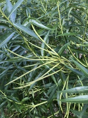Amsonia illustris