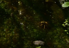 Vespula sulphurea