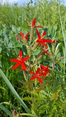 Silene regia