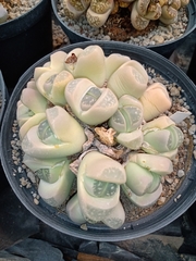 Lithops