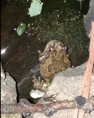 Hyla versicolor