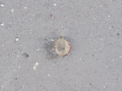 Paranthus rapiformis
