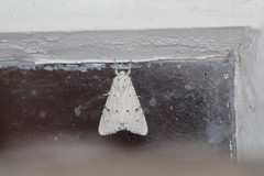 Acronicta leporina