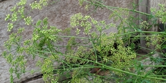 Petroselinum