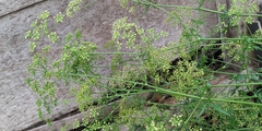 Petroselinum