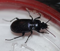 Myas coreanus