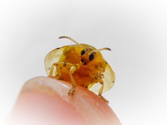 Eurypepla brevilineata