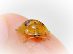 Eurypepla brevilineata